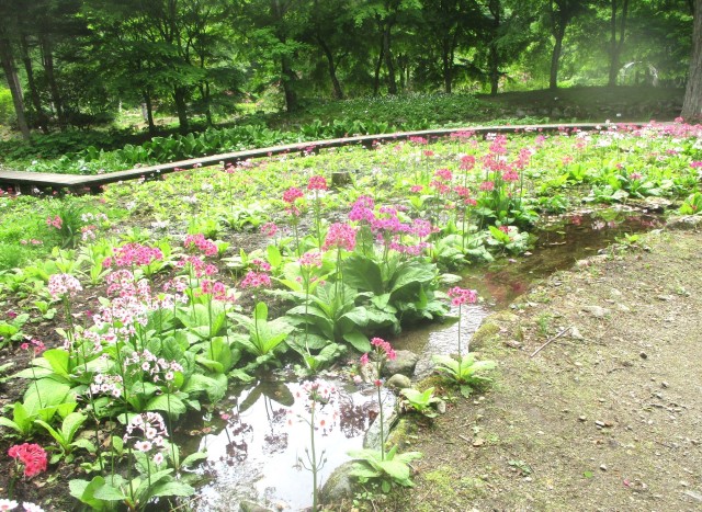 日光市上三依水生植物園（クリンソウ）